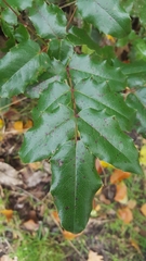 Berberis aquifolium