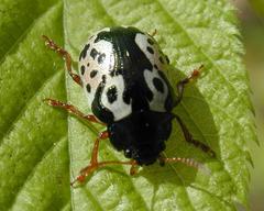 Calligrapha ignota