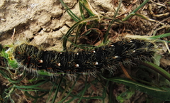 Lemonia philopalus