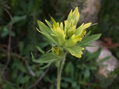 Castilleja peirsonii
