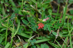 Indigofera taiwaniana