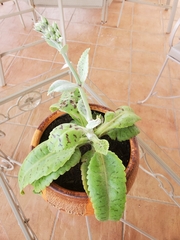 Kalanchoe gastonis-bonnieri