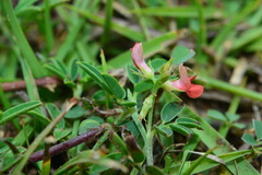 Indigofera taiwaniana