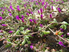 Drosanthemum ambiguum