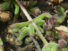 Drosanthemum ambiguum