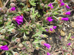 Drosanthemum ambiguum