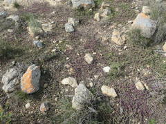 Drosanthemum ambiguum