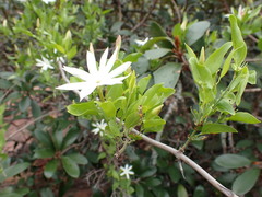 Jasminum multipartitum