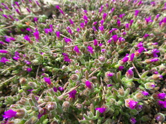 Drosanthemum ambiguum