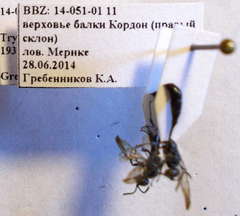 Trypoxylon fronticorne