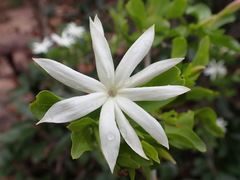 Jasminum multipartitum