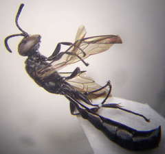 Trypoxylon fronticorne