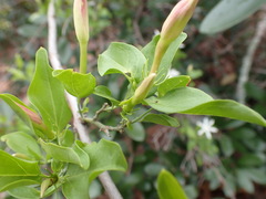 Jasminum multipartitum