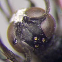 Trypoxylon fronticorne