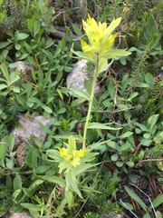 Castilleja peirsonii