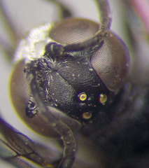 Trypoxylon fronticorne