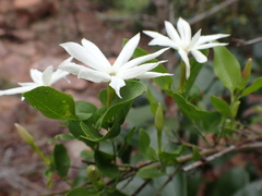 Jasminum multipartitum