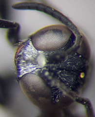 Trypoxylon fronticorne