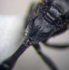 Trypoxylon fronticorne