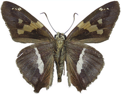 Aguna asander asander