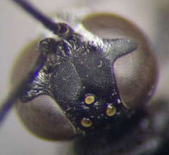 Trypoxylon fronticorne