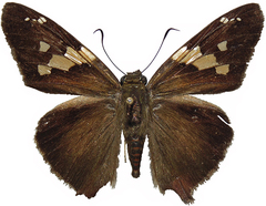 Aguna asander asander