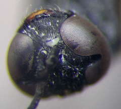 Trypoxylon fronticorne