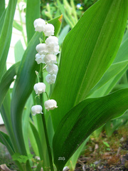 Convallaria pseudomajalis