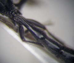 Trypoxylon fronticorne