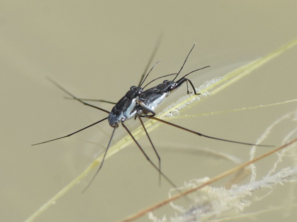 Neogerris hesione