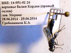 Trypoxylon fronticorne