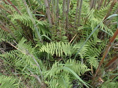 Thelypteris confluens