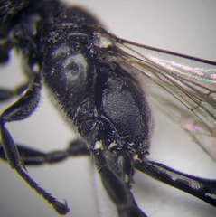 Trypoxylon fronticorne