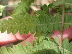 Thelypteris confluens