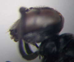 Trypoxylon fronticorne