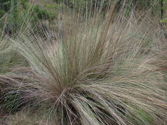 Miscanthus junceus