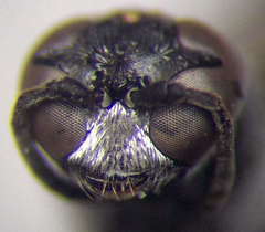 Trypoxylon fronticorne