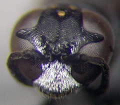 Trypoxylon fronticorne