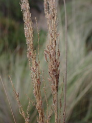 Miscanthus junceus