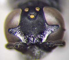 Trypoxylon fronticorne