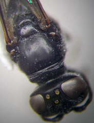 Trypoxylon fronticorne