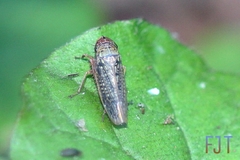 Chlorogonalia losoplanensis