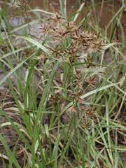 Cyperus nitidus
