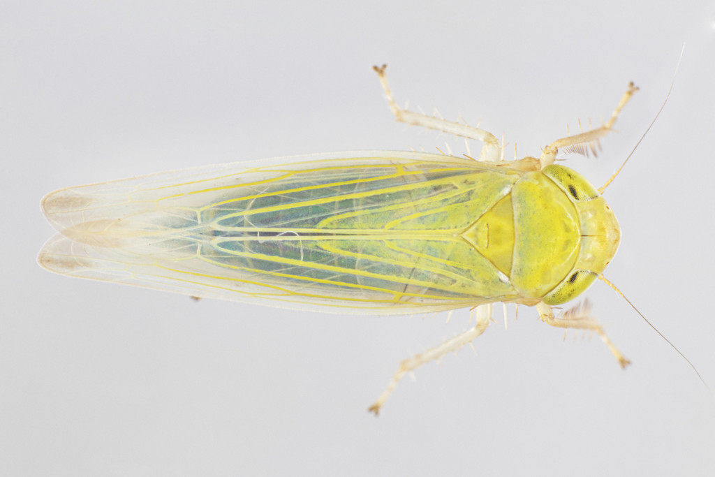 Elymana sulphurella