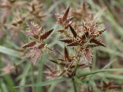 Cyperus nitidus