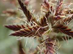 Cyperus nitidus