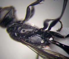 Trypoxylon fronticorne