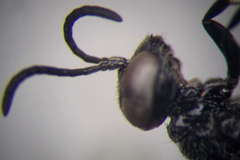 Trypoxylon fronticorne