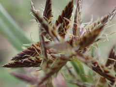 Cyperus nitidus