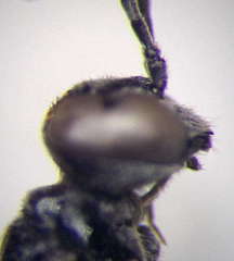 Trypoxylon fronticorne